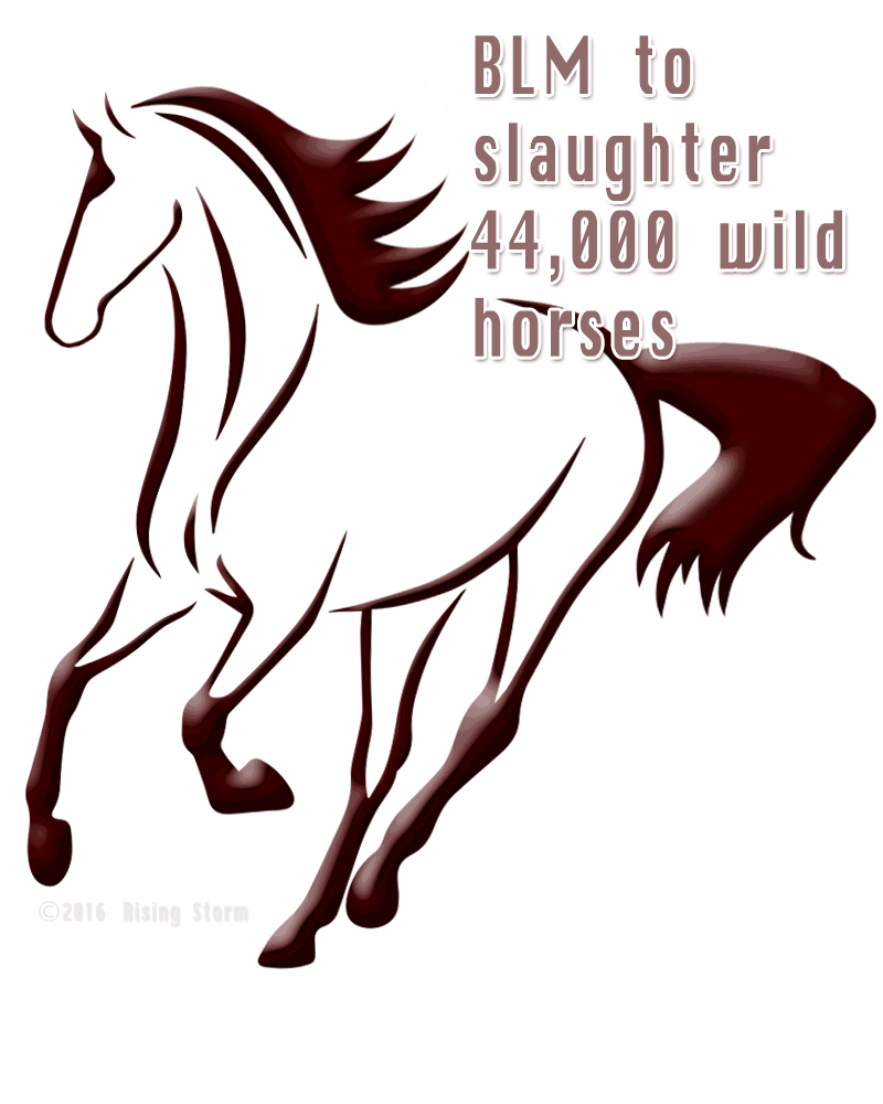 STOP the Slaughter of 44,000 wild horses!