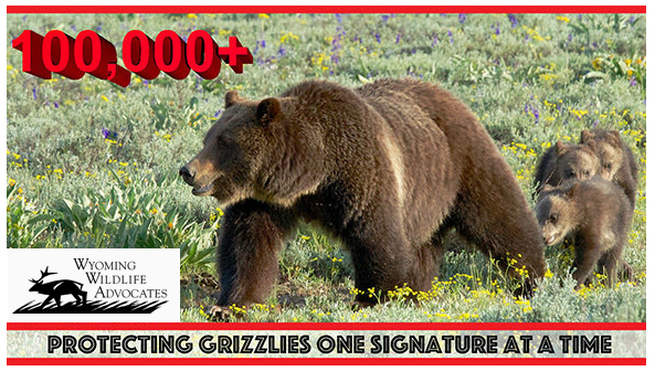 Do NOT delist grizzly bears!